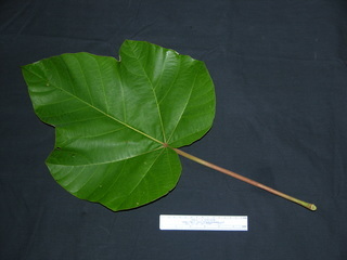 Ochroma pyramidale, leaf top