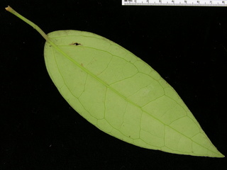 Piper cordulatum, leaf bottom