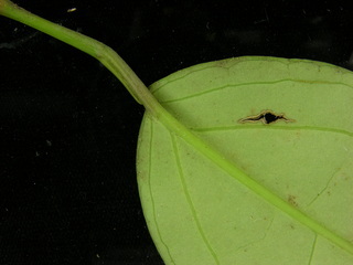 Piper cordulatum, leaf bottom stem