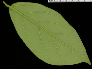 Quararibea pterocalyx, leaf bottom