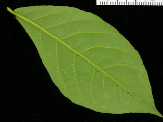 Rinorea sylvatica, leaf bottom