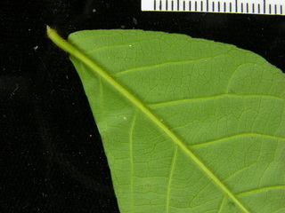 Rinorea sylvatica, leaf bottom stem