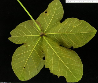 Sterculia apetala, leaf bottom