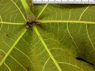 Sterculia apetala, leaf bottom stem