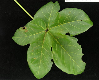 Sterculia apetala, leaf top