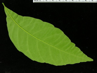 Allophylus psilospermus, leaf bottom