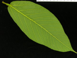Apeiba tibourbou, leaf bottom