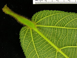 Apeiba tibourbou, leaf bottom stem