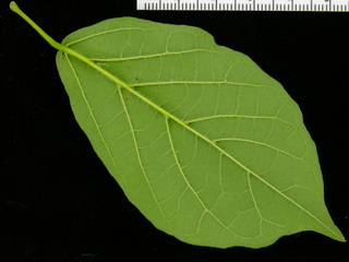 Arrabidaea patellifera, leaf bottom