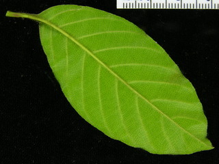 Davilla nitida, leaf bottom