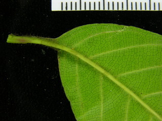 Davilla nitida, leaf bottom stem
