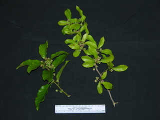 Doliocarpus major, fruit and leaves