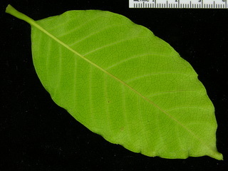Doliocarpus major, leaf bottom