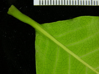 Doliocarpus major, leaf bottom stem