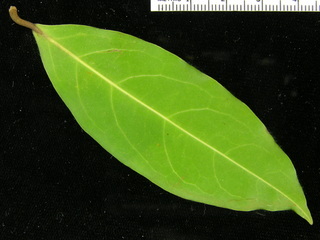 Heteropterys laurifolia, leaf bottom
