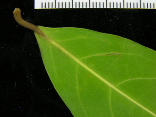 Heteropterys laurifolia, leaf bottom stem