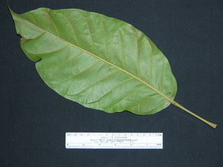 Hieronyma alchorneoides, leaf bottom