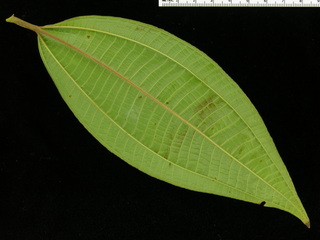 Miconia affinis, leaf bottom