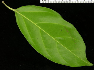 Paragonia pyramidata, leaf bottom