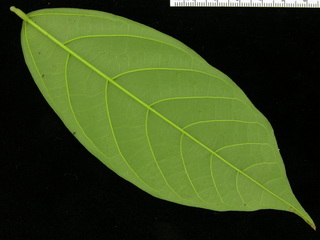 Quararibea asterolepis, leaf bottom