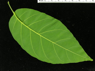 Tabebuia guayacan, leaf bottom