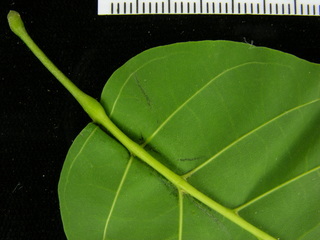 Tabebuia guayacan, leaf bottom stem