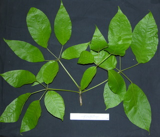 Tabebuia rosea, leaves