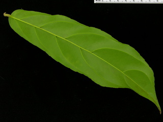 Tetrathylacium johansenii, leaf bottom