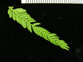 Acacia melanoceras, leaf bottom
