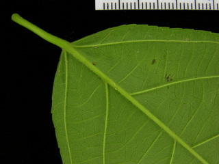 Acalypha diversifolia, leaf bottom stem