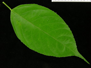 Acalypha diversifolia, leaf top
