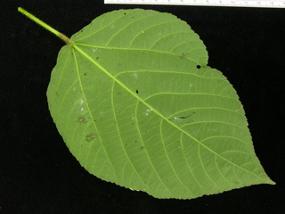 Acalypha macrostachya, leaf bottom