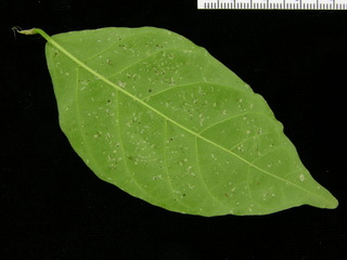 Adelia triloba, leaf bottom