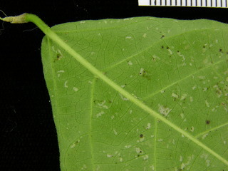 Adelia triloba, leaf bottom stem