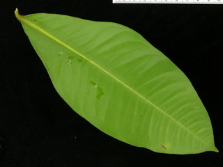 Ardisia standleyana, leaf bottom