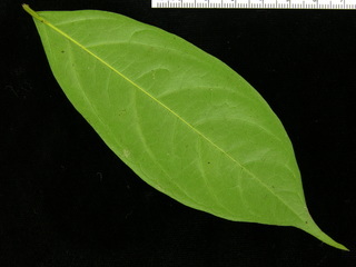Cordia lasiocalyx, leaf bottom