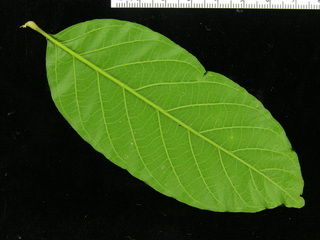 Cupania sylvatica, leaf bottom