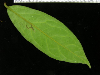 Desmopsis panamensis, leaf bottom