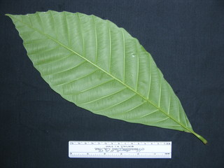 Doliocarpus multiflorus, leaf bottom