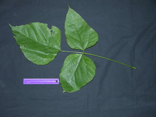 Erythrina costaricensis, leaf