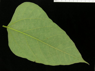 Erythrina costaricensis, leaf bottom