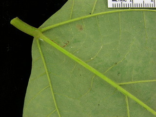 Erythrina costaricensis, leaf bottom stem