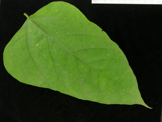 Erythrina costaricensis, leaf top
