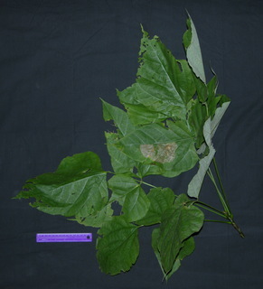 Erythrina costaricensis, leaves