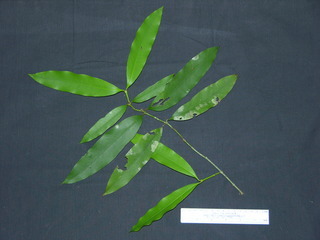 Garcinia intermedia, leaves