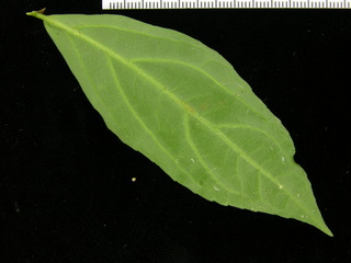 Hybanthus prunifolius, leaf bottom