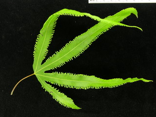 Lygodium radiatum, leaf bottom