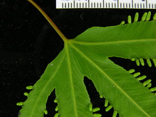 Lygodium radiatum, leaf bottom stem