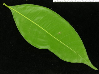 Myrcia gatunensis, leaf bottom