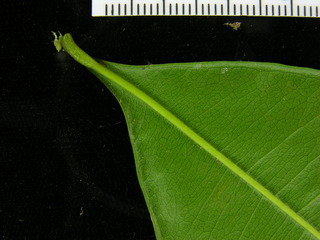 Myrcia gatunensis, leaf bottom stem